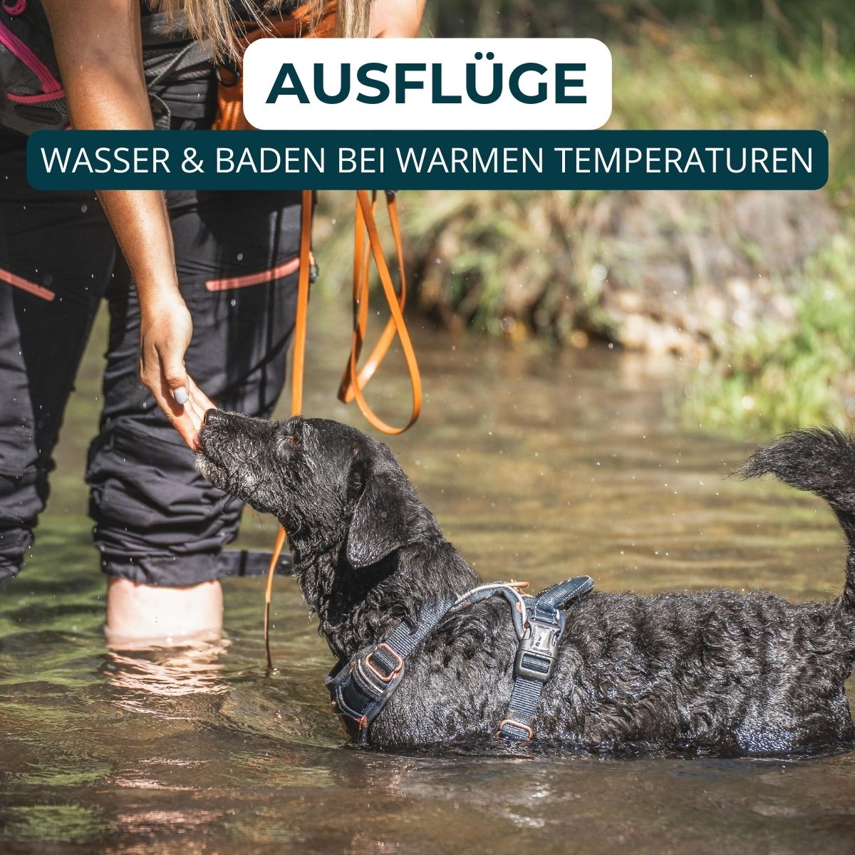 Hundeschule Passau, Hundetraining Salzweg, Hundeerziehung, Welpenschule