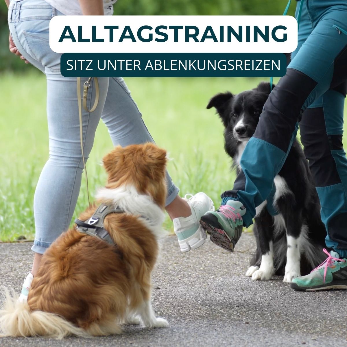 Hundeschule Passau, Hundetraining Salzweg, Hundeerziehung, Welpenschule