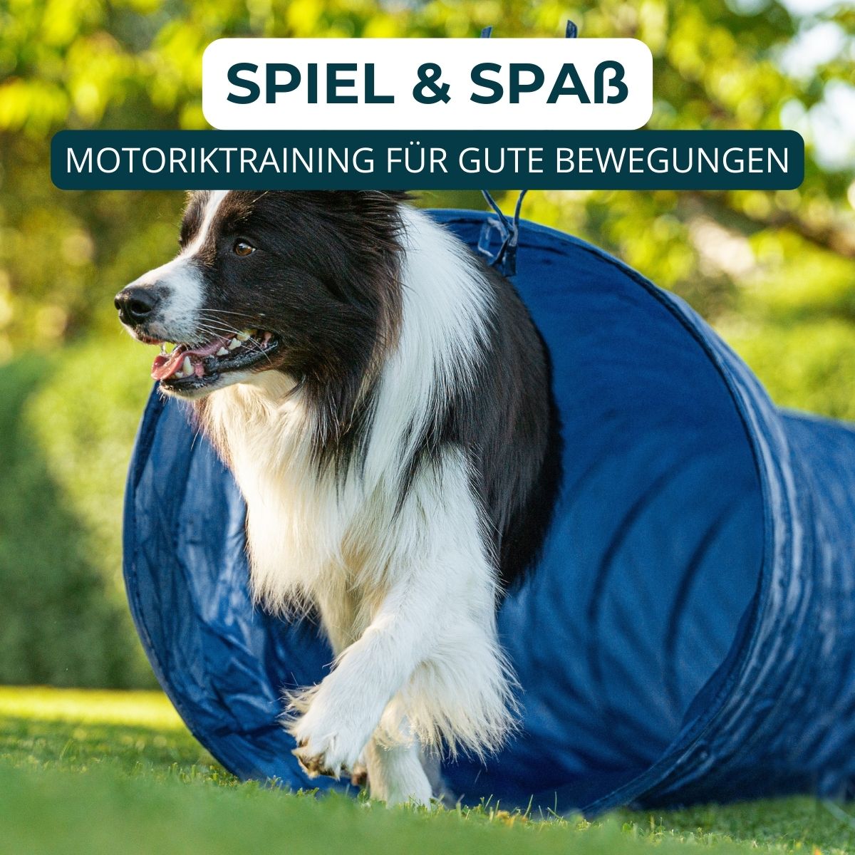 Hundeschule Passau, Hundetraining Salzweg, Hundeerziehung, Welpenschule