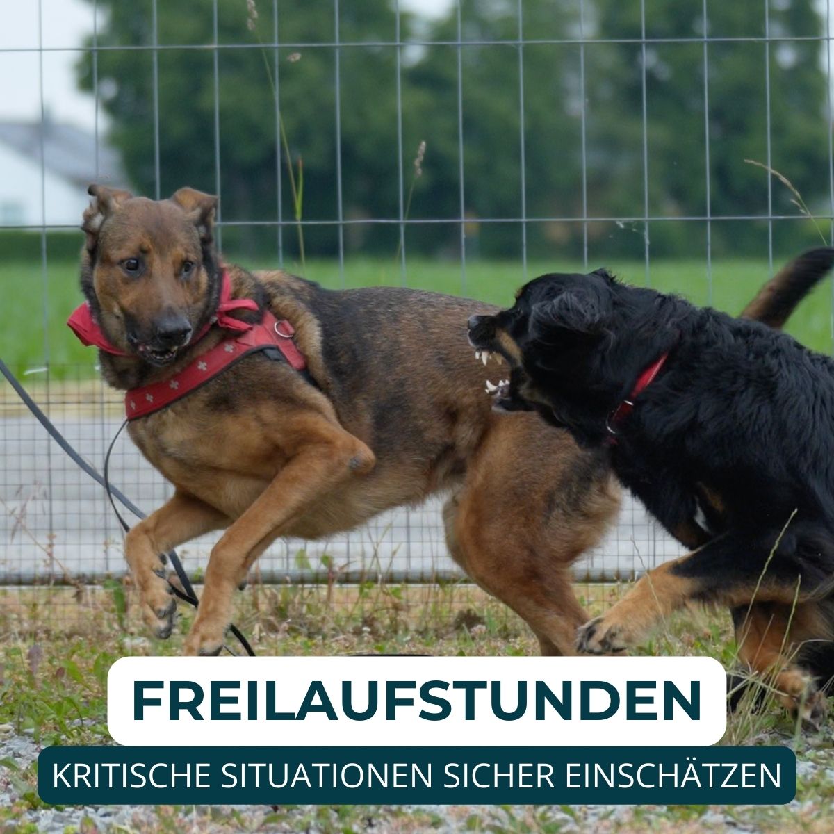 Hundeschule Passau, Hundetraining Salzweg, Hundeerziehung, Welpenschule