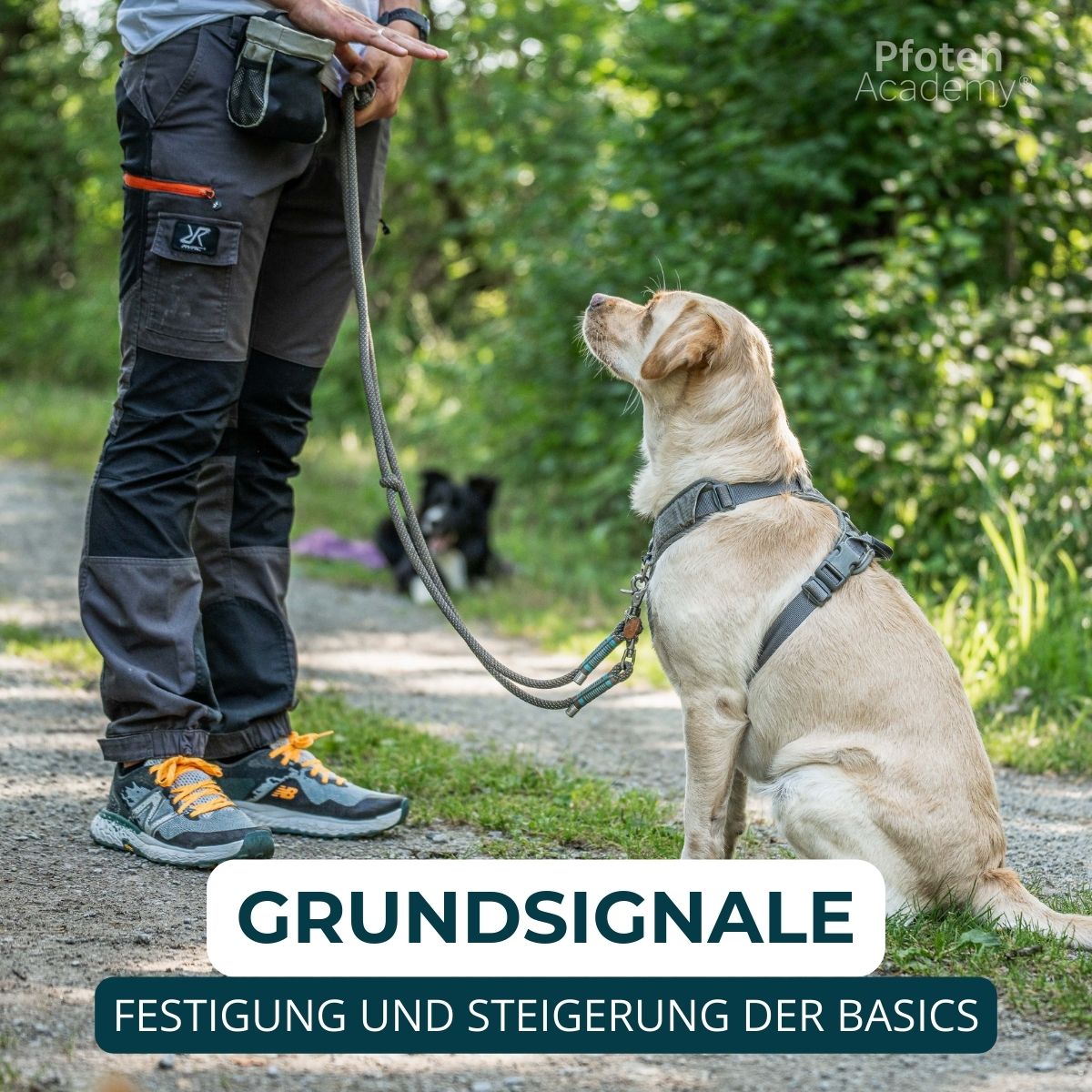 Hundeschule Passau, Hundetraining Salzweg, Hundeerziehung, Welpenschule