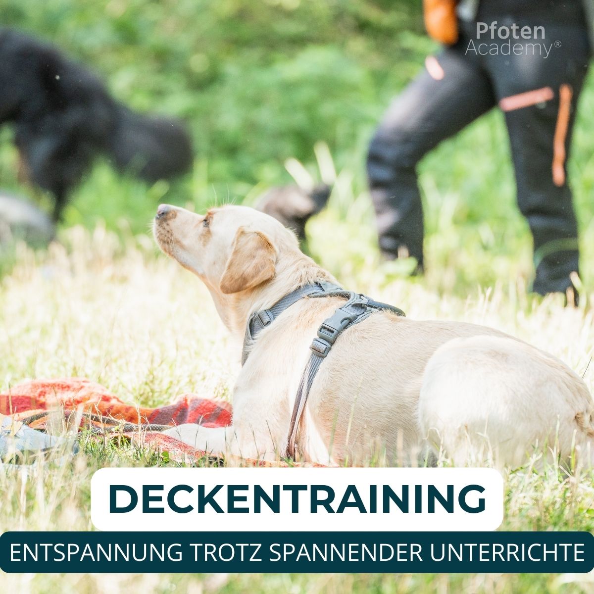Hundeschule Passau, Hundetraining Salzweg, Hundeerziehung, Welpenschule