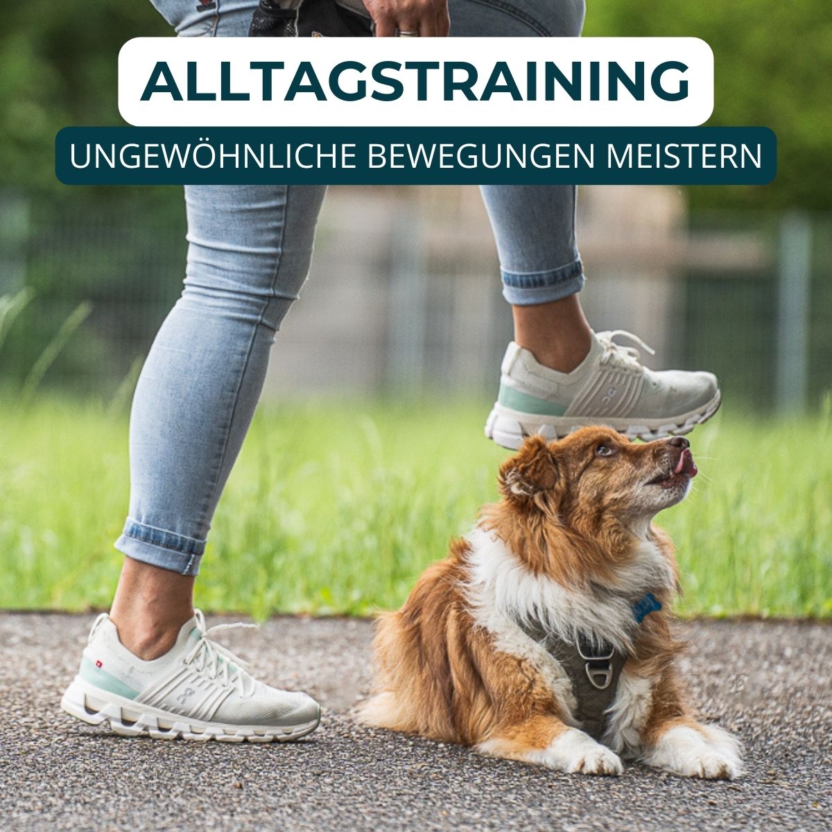 Hundeschule Passau, Hundetraining Salzweg, Hundeerziehung, Welpenschule